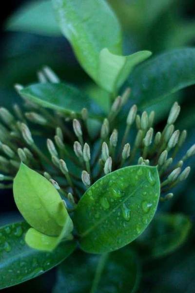 電視劇與社會文化的互動關系